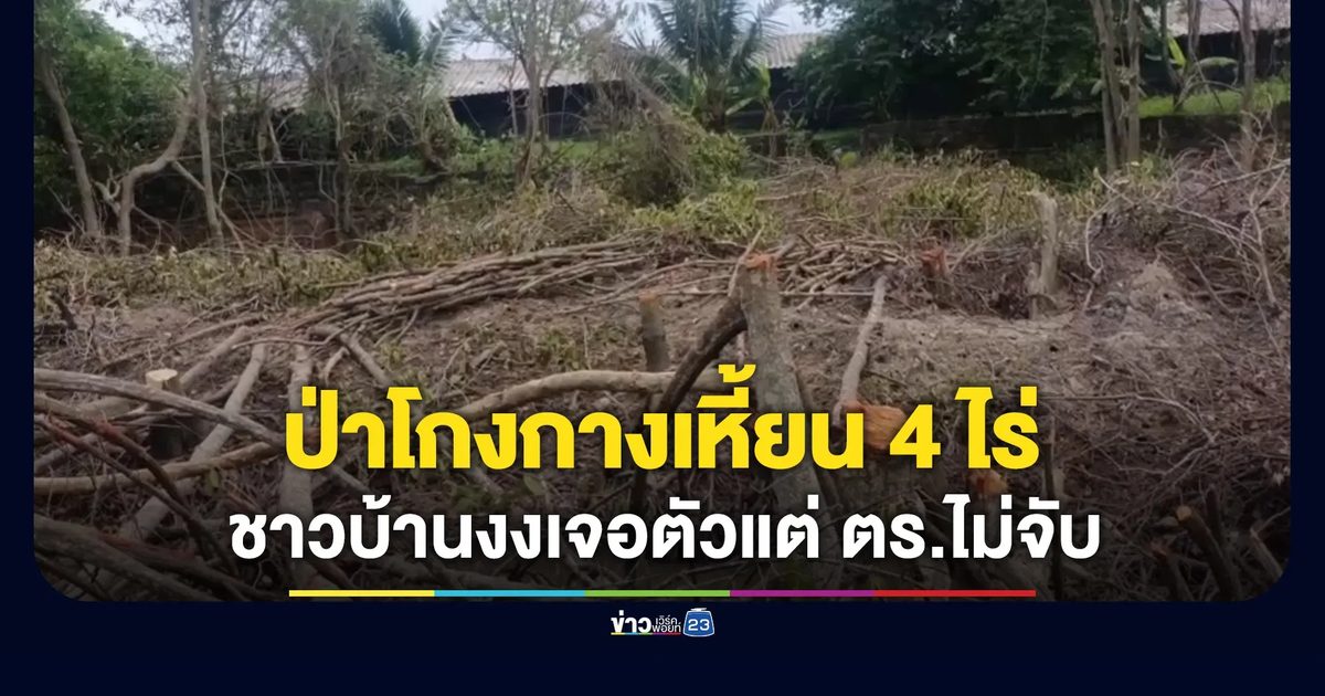 ป่าโกงกางเหี้ยน 4 ไร่ ชาวบ้านงงเจอตัวแต่ตำรวจไม่จับ