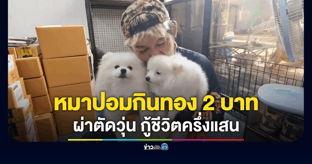 2 หมาปอมแอบกินสร้อยทอง 2 บาทลงท้อง เจ้าของช็อกรีบส่งผ่าตัดกู้ชีวิต-ทองคืนครบ