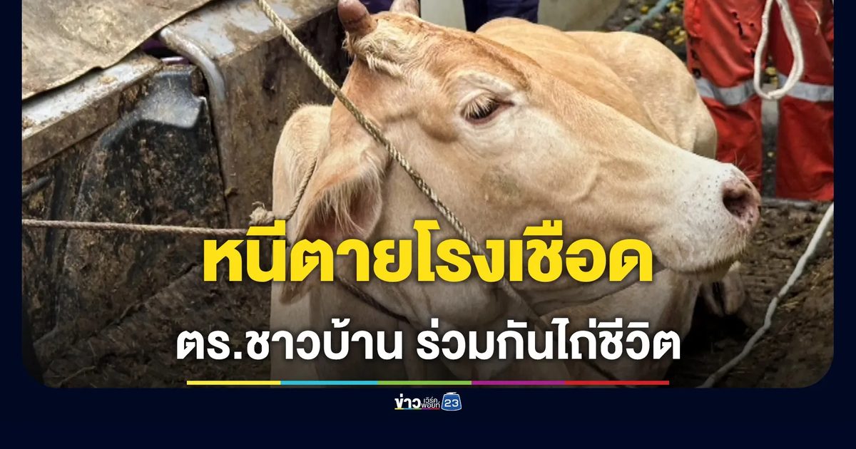 วัวเพศเมียวิ่งหนีตายจากโรงเชือด สุดท้าย ตำรวจ-ผู้ใจบุญ รวมเงินไถ่ชีวิต