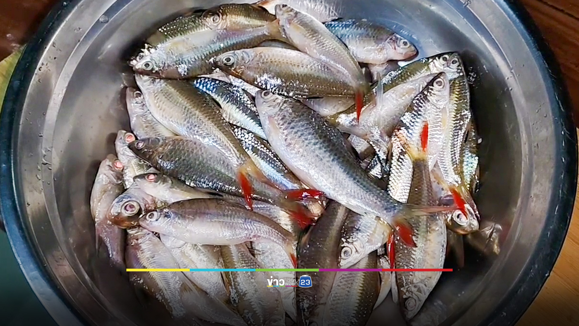 ชาวบ้านเขื่อนลำแชะ ออกหา "ปลาดอกงิ้ว" นำขายสร้างรายได้เสริม