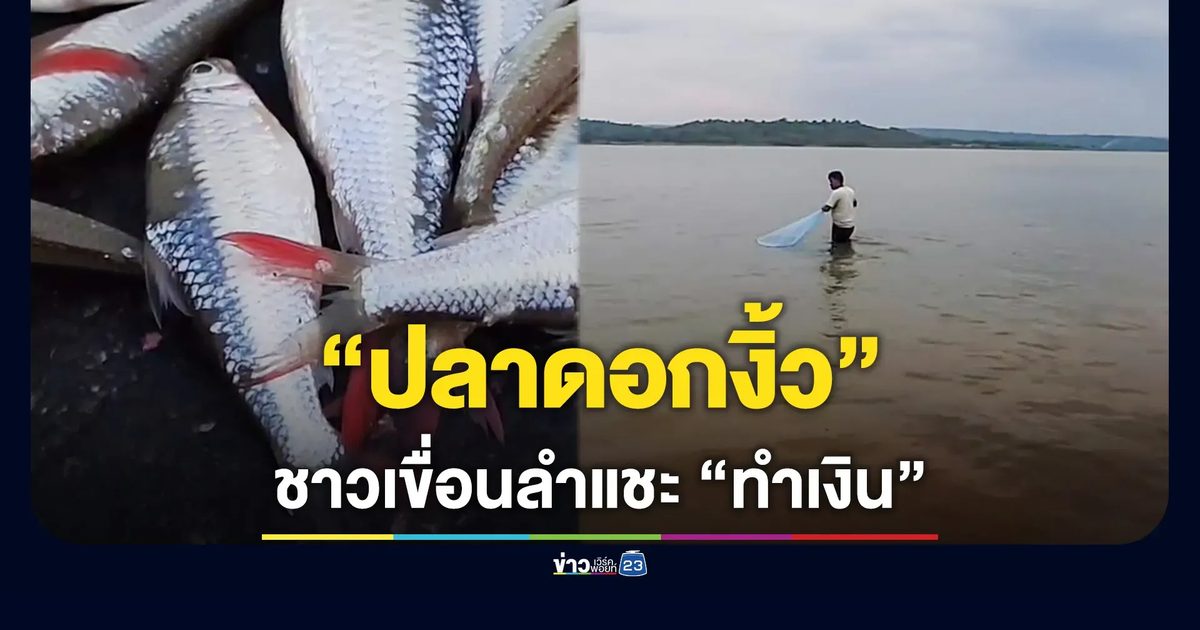 ชาวบ้านเขื่อนลำแชะ ออกหา "ปลาดอกงิ้ว" นำขายสร้างรายได้เสริม