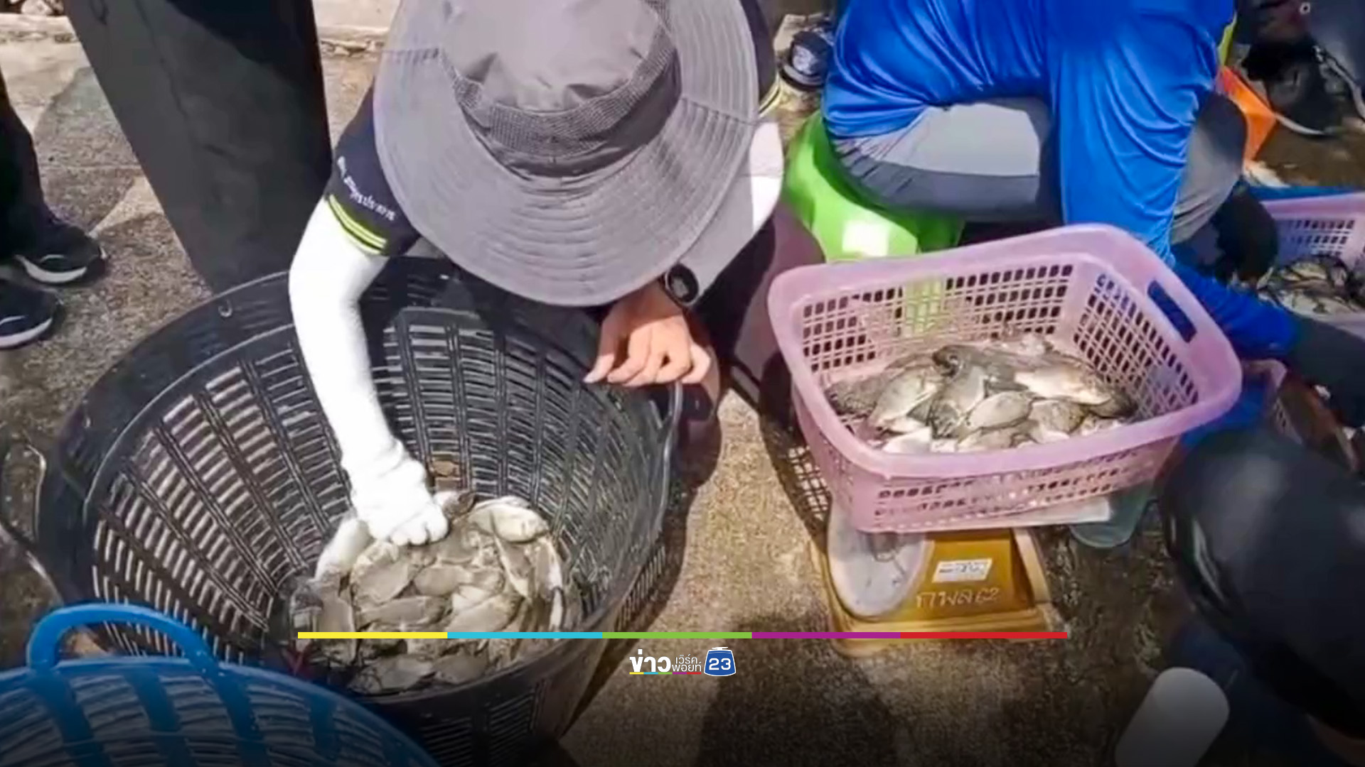 ชาวพระประแดง "ลงแขกลงคลอง" ล่า "ปลาหมอคางดำ"