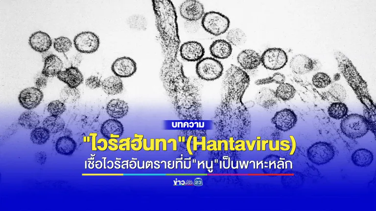 "ไวรัสฮันทา" (Hantavirus) มฤตยูเงียบจากหนูสู่คน รุนแรงถึงขั้นเสียชีวิต