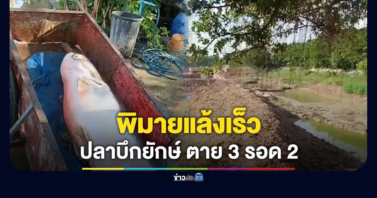 พิมายแล้งเร็ว! น้ำแห้ง ปลาบึกยักษ์ตาย 3 รอด 2