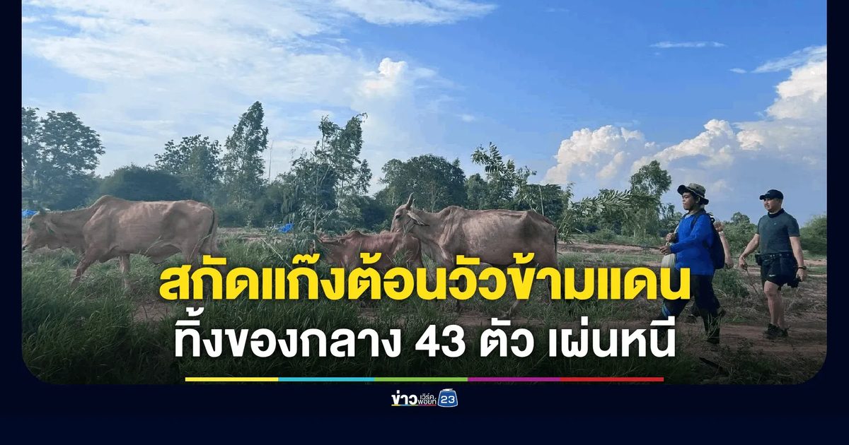 เจ้าหน้าที่สนธิกำลังสกัดขบวนการลอบต้อนวัวข้ามแดน รวบของกลาง 43 ตัว