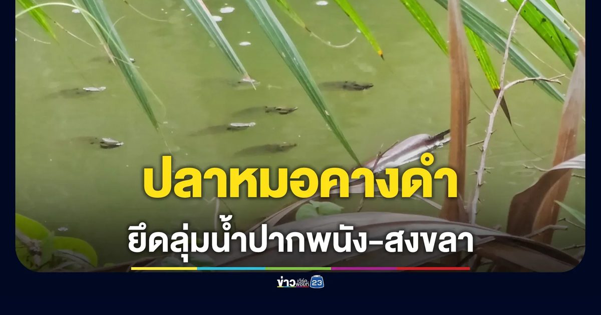 วิกฤต! "ปลาหมอคางดำ" ยึดลุ่มน้ำปากพนัง-สงขลา ลามลงทะเล