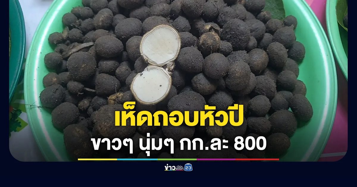 เห็ดถอบหัวปีมาแล้ว ขาวๆ นุ่มๆ กก.ละ 800