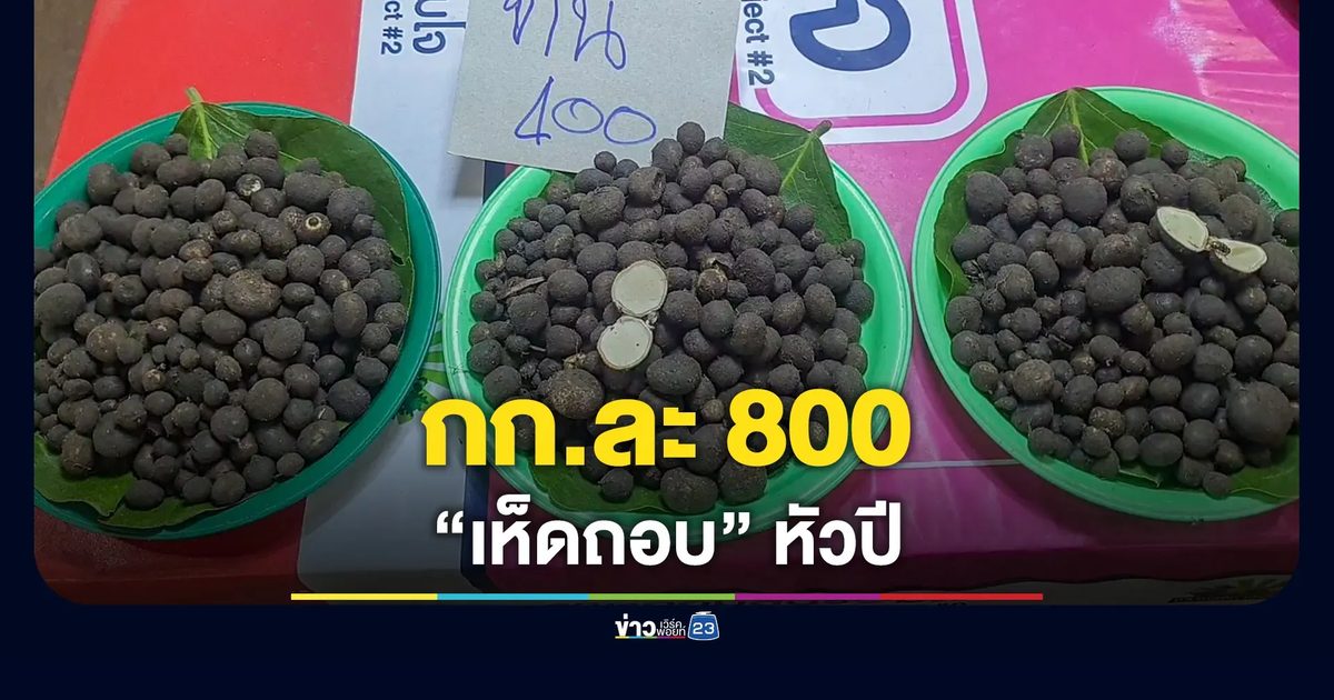 เห็ดถอบหัวปี กก.ละ 800 บาท ชาวบ้านแห่เก็บขาย