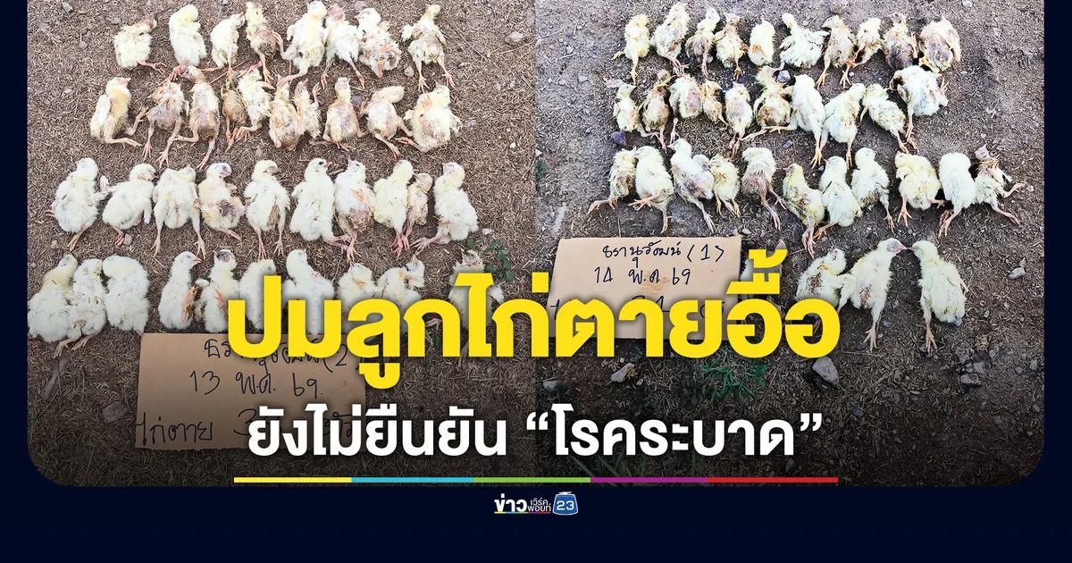 ระส่ำ ฟาร์มตาคลี! ปศุสัตว์นครสวรรค์ เร่งตรวจสอบปมลูกไก่ตายอื้อ