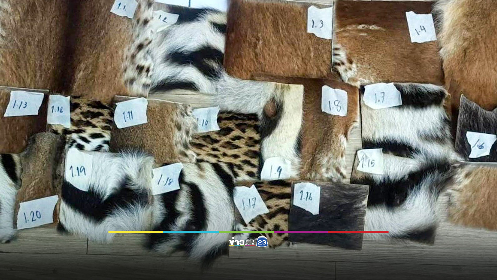 ปทส.รวบแม่ค้าลักลอบขายซากสัตว์ป่าข้ามแดนไทย-ลาว