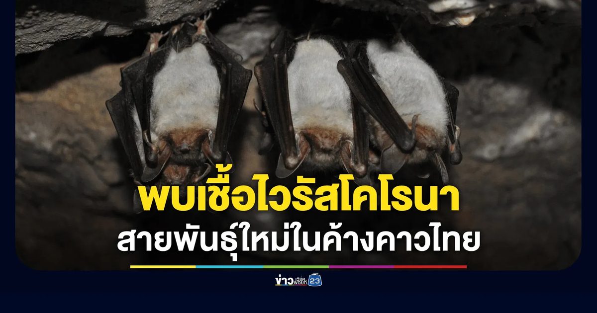 ดีอี เผยผลมอนิเตอร์ข่าวปลอม พบ "ไวรัสโคโรนาสายพันธุ์ใหม่ในค้างคาวไทย" เป็นข่าวจริง