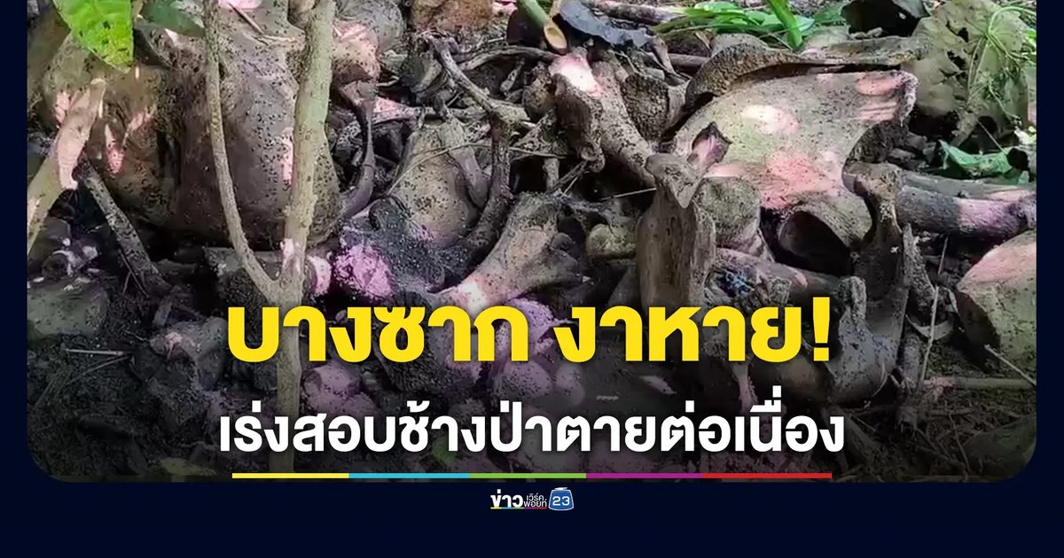 ชุดพญาเสือ เร่งสอบซากช้างป่าตายต่อเนื่อง 3 จังหวัด