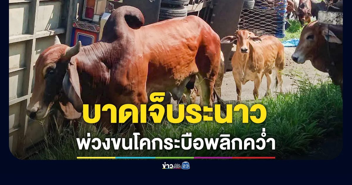 รถพ่วงขนโค-กระบือพลิกคว่ำ คาดคนขับหลับใน