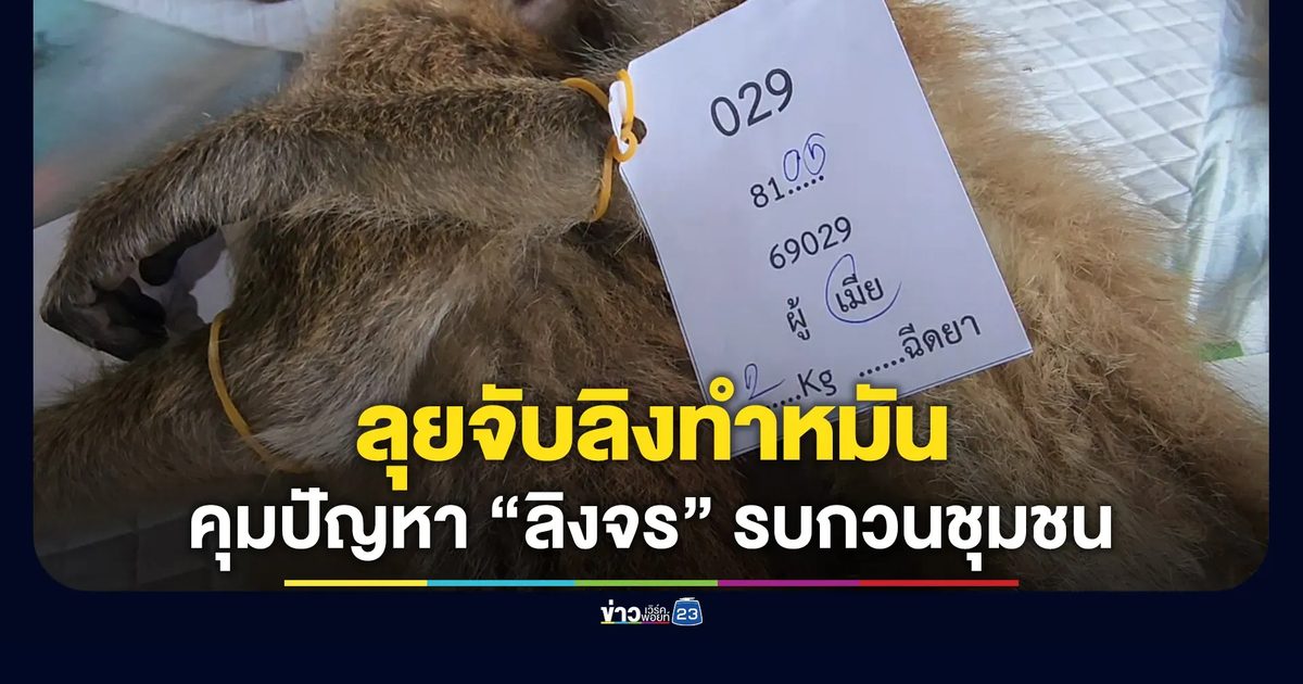 ลุยจับลิงทำหมัน คุมปัญหา “ลิงจร” รบกวนชุมชน