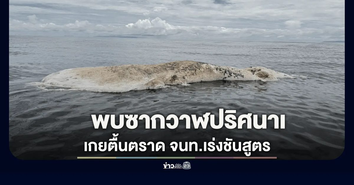 กรมทะเลเร่งตรวจสอบ! พบซากวาฬปริศนาเกยตื้นชายฝั่งตราด
