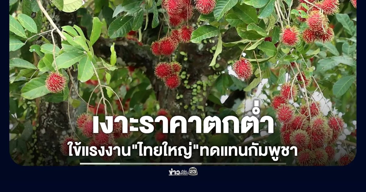 เจ้าของสวนเงาะหันใช้แรงงาน"ไทยใหญ่"ทดแทนแรงงานกัมพูชา