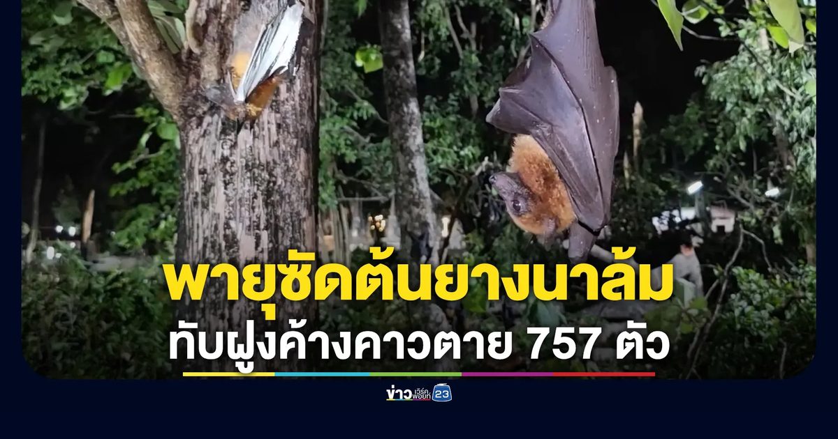 พายุซัดต้นยางนาวัดกระดานล้ม ทับฝูงค้างคาวตาย 757 ตัว