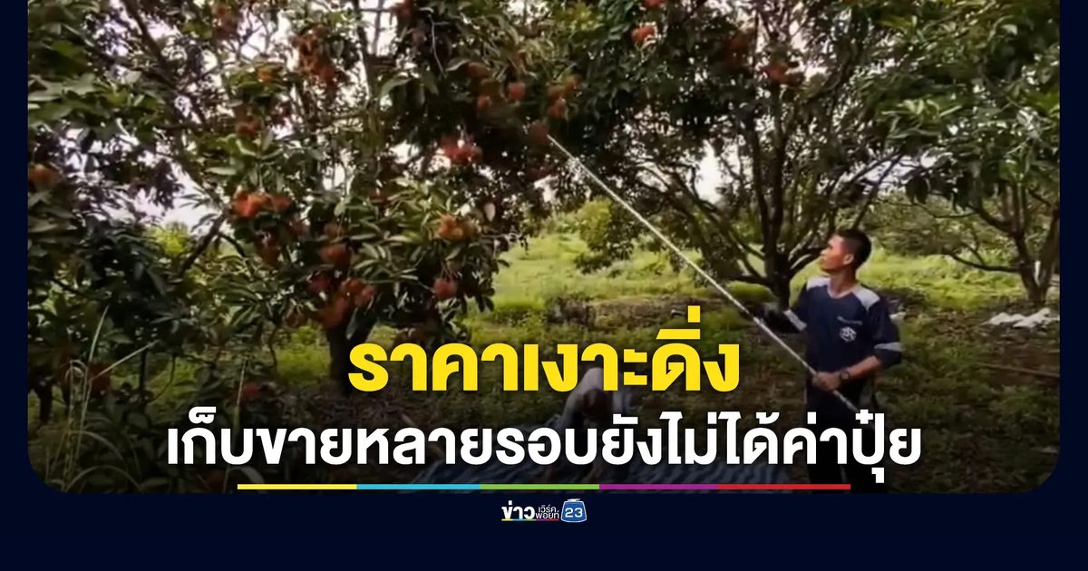 ชาวสวนตราดโอดราคาเงาะดิ่ง