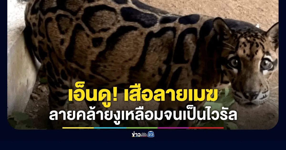 เอ็นดู "น้องหนึ่ง" เสือลายเมฆเขาเขียว ไวรัลลายคล้ายงูเหลือม แฟนคลับแซวสนั่นโซเชียล