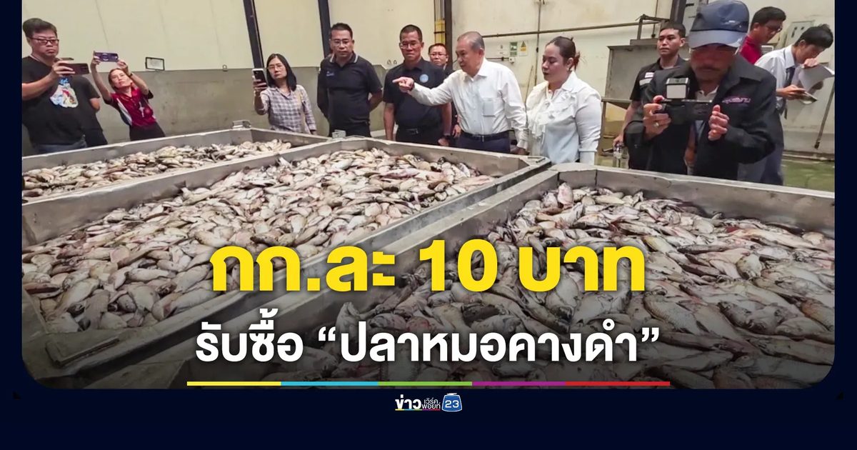 SRSP รับซื้อปลาหมอคางดำ กก.ละ 10 บาท ทำปลาป่นส่งโรงงานผลิตอาหารสัตว์