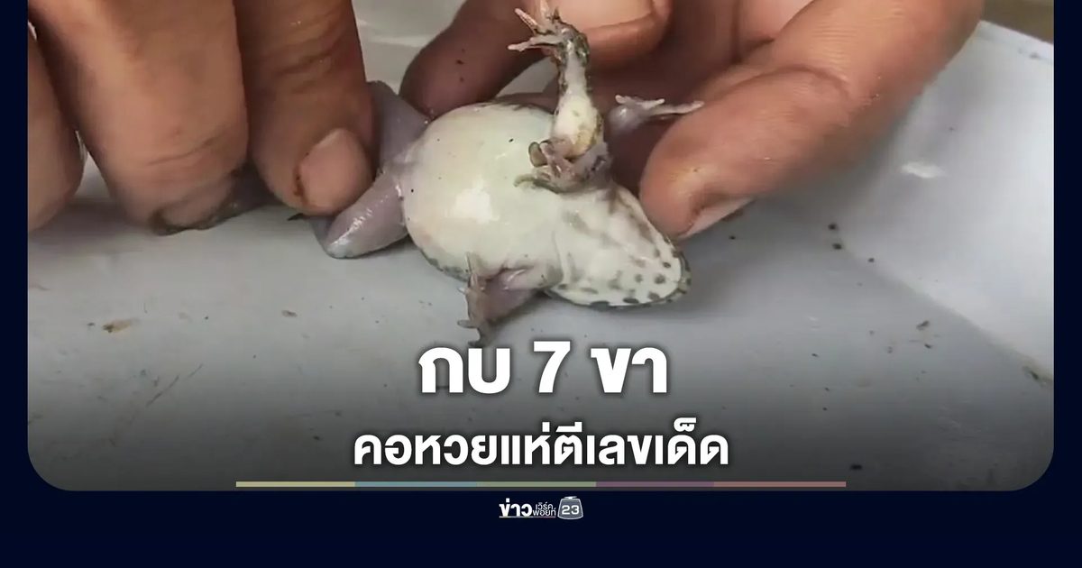 ฮือฮา! กบน้อย 7 ขา แห่ตีเลขเด็ด