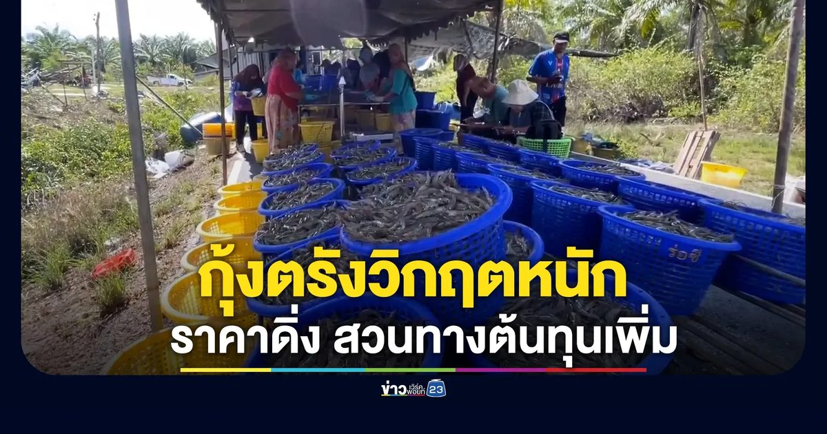 กุ้งตรังวิกฤตหนัก! มาเลย์งดนำเข้าทำราคาดิ่ง สวนทางต้นทุนเพิ่ม