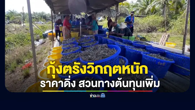 กุ้งตรังวิกฤตหนัก! มาเลย์งดนำเข้าทำราคาดิ่ง สวนทางต้นทุนเพิ่ม
