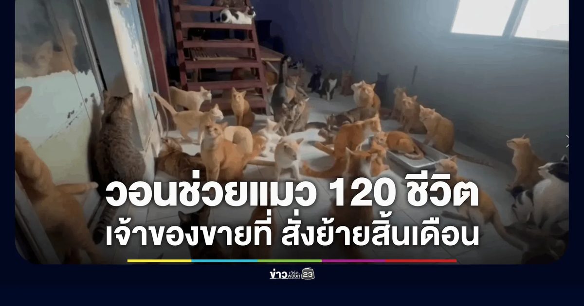 หนุ่มใจบุญเครียด วอนช่วยแมวกว่า 120 ชีวิต