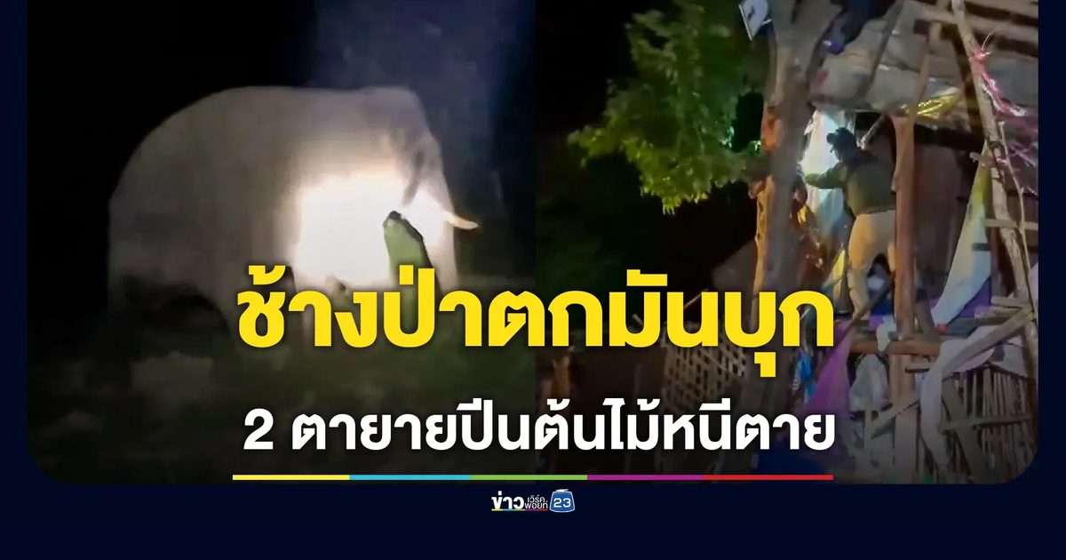 "พลายบัวขาว" ช้างป่าดงใหญ่ ตกมันบุกพังกระท่อม สองตายายปีนต้นไม้หนีตาย