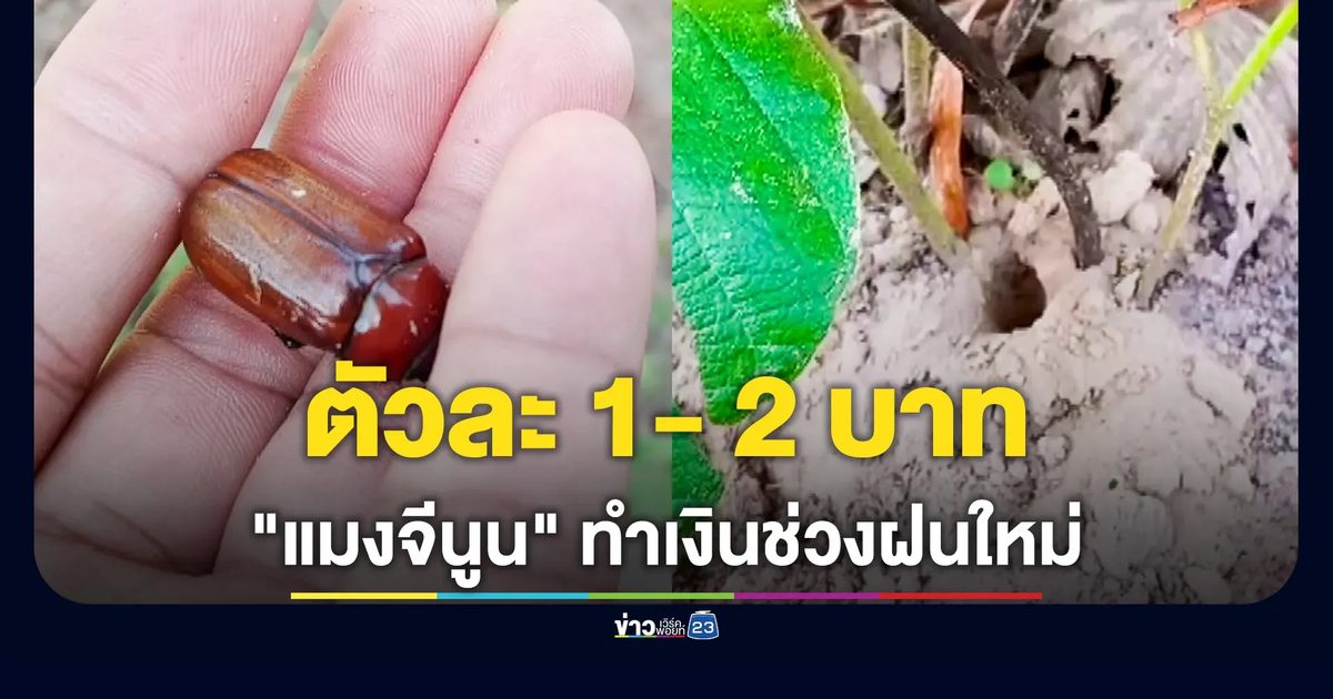 แห่ขุด "แมงจีนูน" ขายดีตัวละ 1-2 บาท สร้างรายได้วันละพันห้า