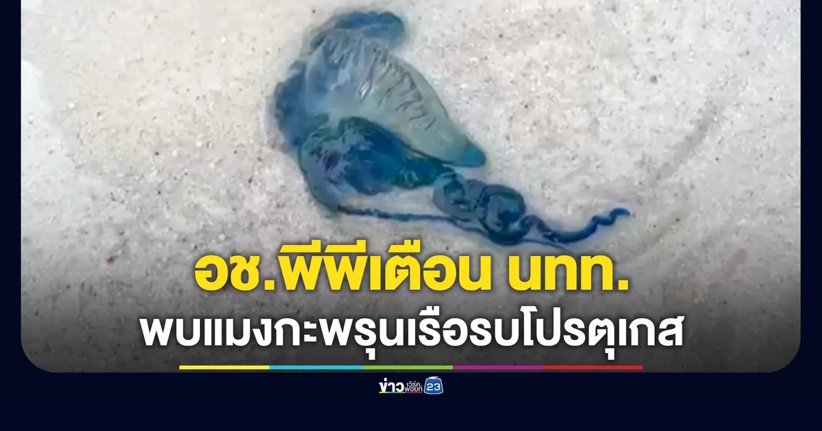 อช.พีพีเตือนนักท่องเที่ยว พบแมงกะพรุนเรือรบโปรตุเกส