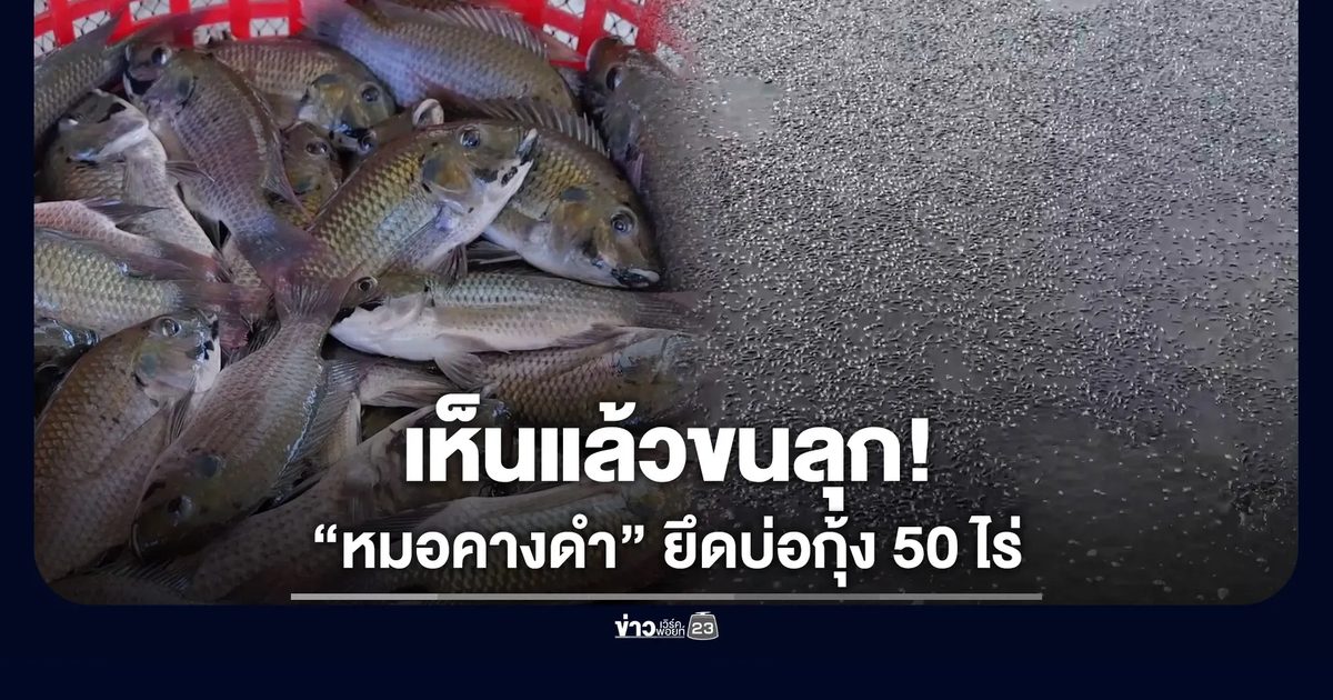 เห็นแล้วขนลุก! ปลาหมอคางดำยึดบ่อกุ้ง 50 ไร่