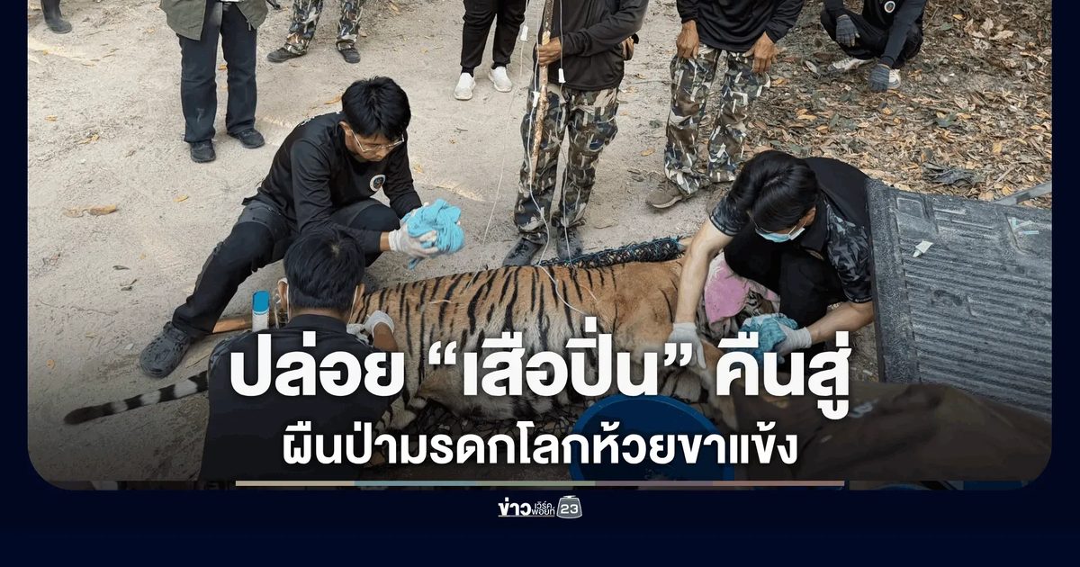 กรมอุทยานแห่งชาติฯ ปล่อย “เสือปิ่น” คืนสู่ผืนป่ามรดกโลกห้วยขาแข้ง หลังฟื้นฟูร่างกายสมบูรณ์