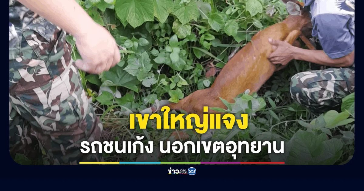 เขาใหญ่แจง! รถชนเก้ง "อยู่นอกเขตอุทยาน"