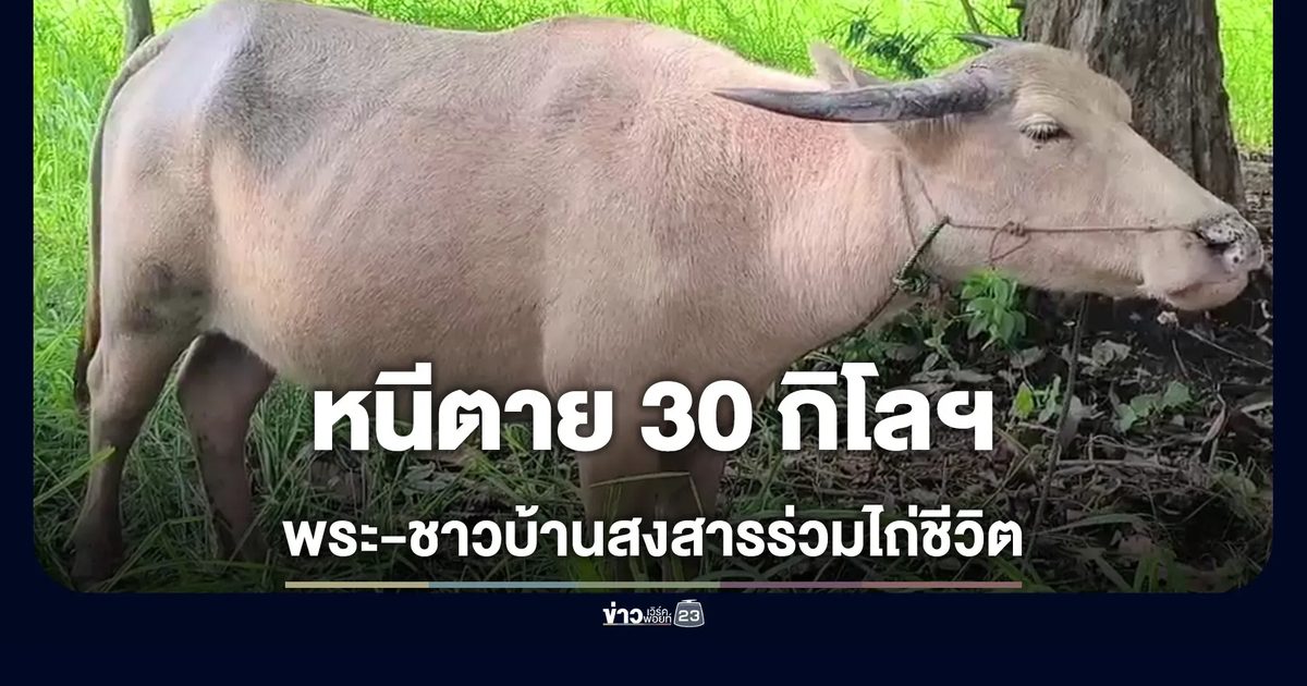 ควายเผือกท้องหนีตาย เจ้าอาวาสไถ่ชีวิต