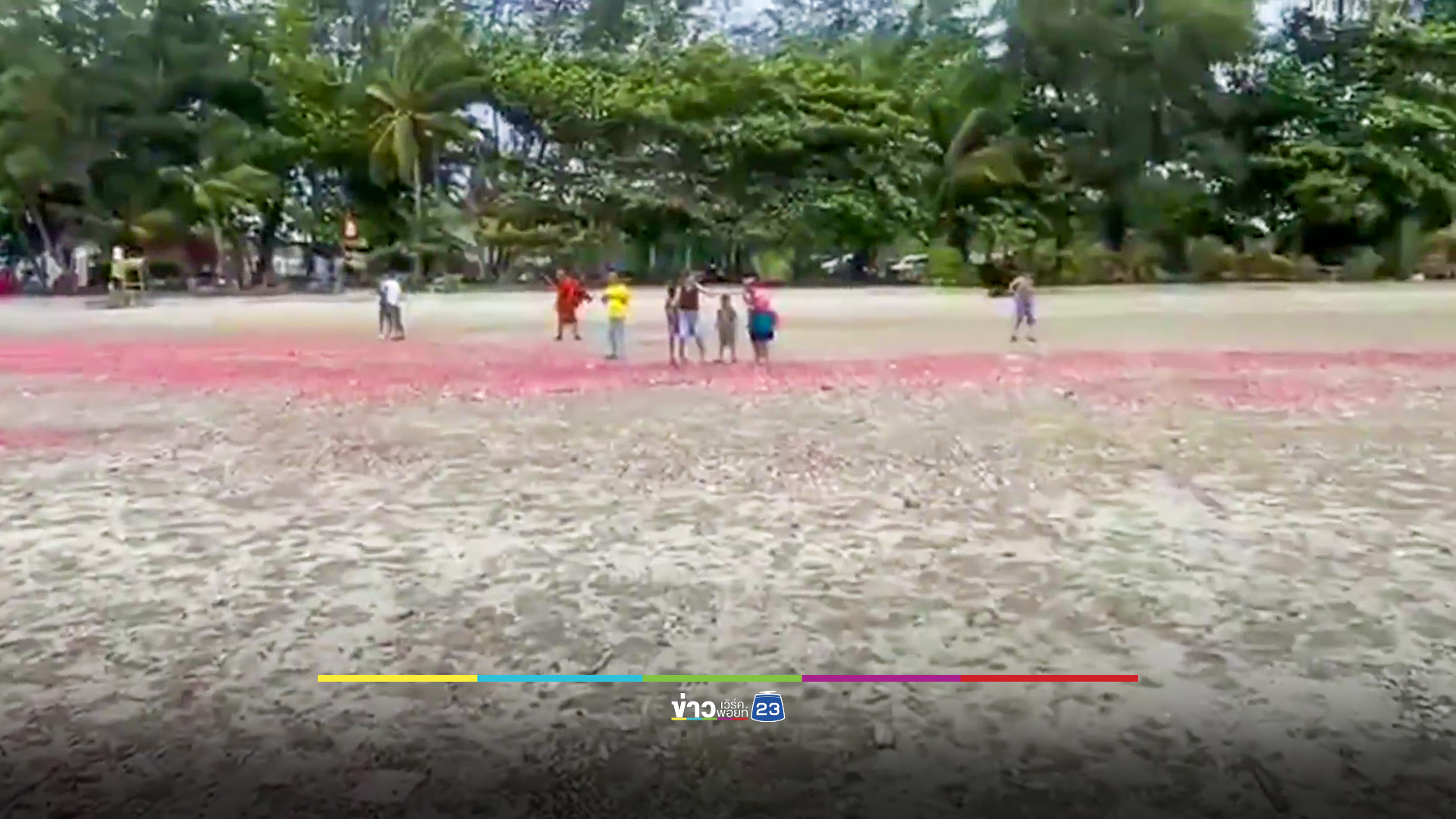 ปลิงทะเลสีชมพู เกลื่อนหาดสวนสน ระยอง เผยไม่มีพิษแต่ไม่ควรจับ