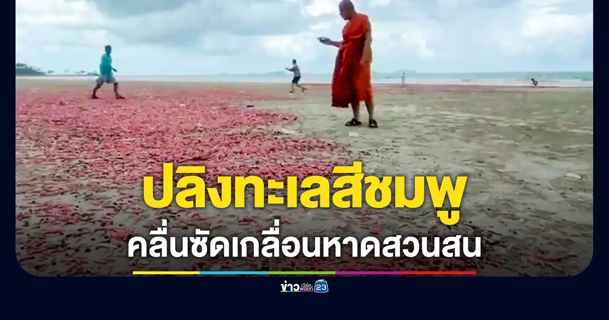 ปลิงทะเลสีชมพู เกลื่อนหาดสวนสน ระยอง เผยไม่มีพิษแต่ไม่ควรจับ