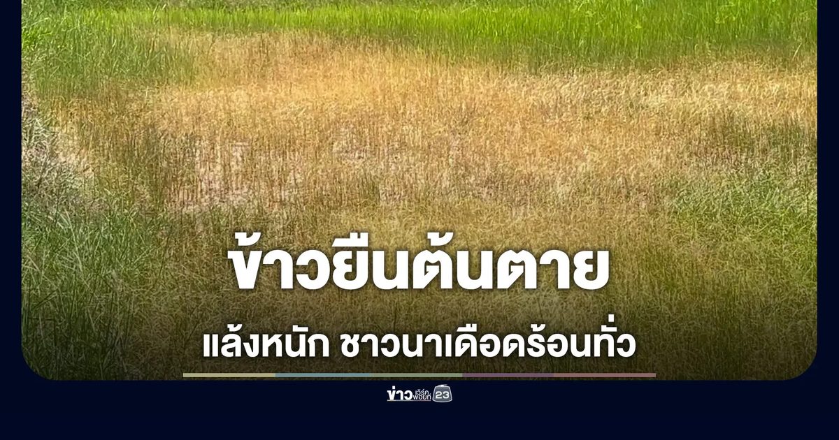 แล้งหนัก! ข้าวยืนต้นตาย ชาวนาสุรินทร์ วอนนายกฯ ช่วย