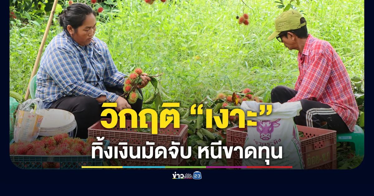 ผู้รับเหมาทิ้งเงินมัดจำ-ยกเลิกสัญญารับซื้อ หนีขาดทุน ชาวสวนเงาะตราดต้องเก็บเงาะขายเอง หวังแค่ถอนทุน