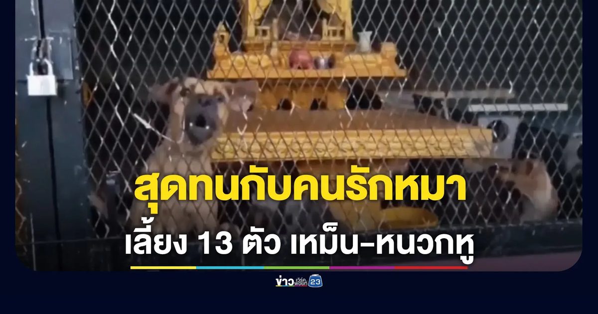 สุดทนกับคนรักหมา เลี้ยง 13 ตัว ทั้งเหม็น ทั้งหนวกหู