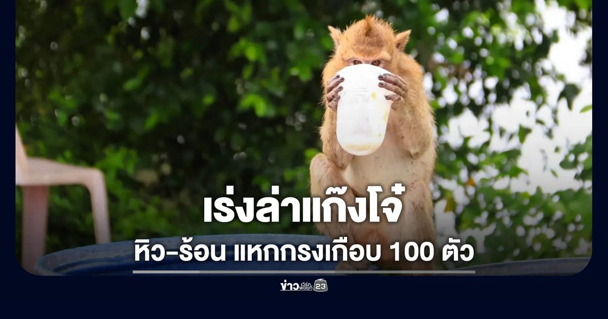 เร่งล่าแก๊งลิงโจ๋ แหกกรงเกือบ 100 ตัว คาดร้อน-หิว