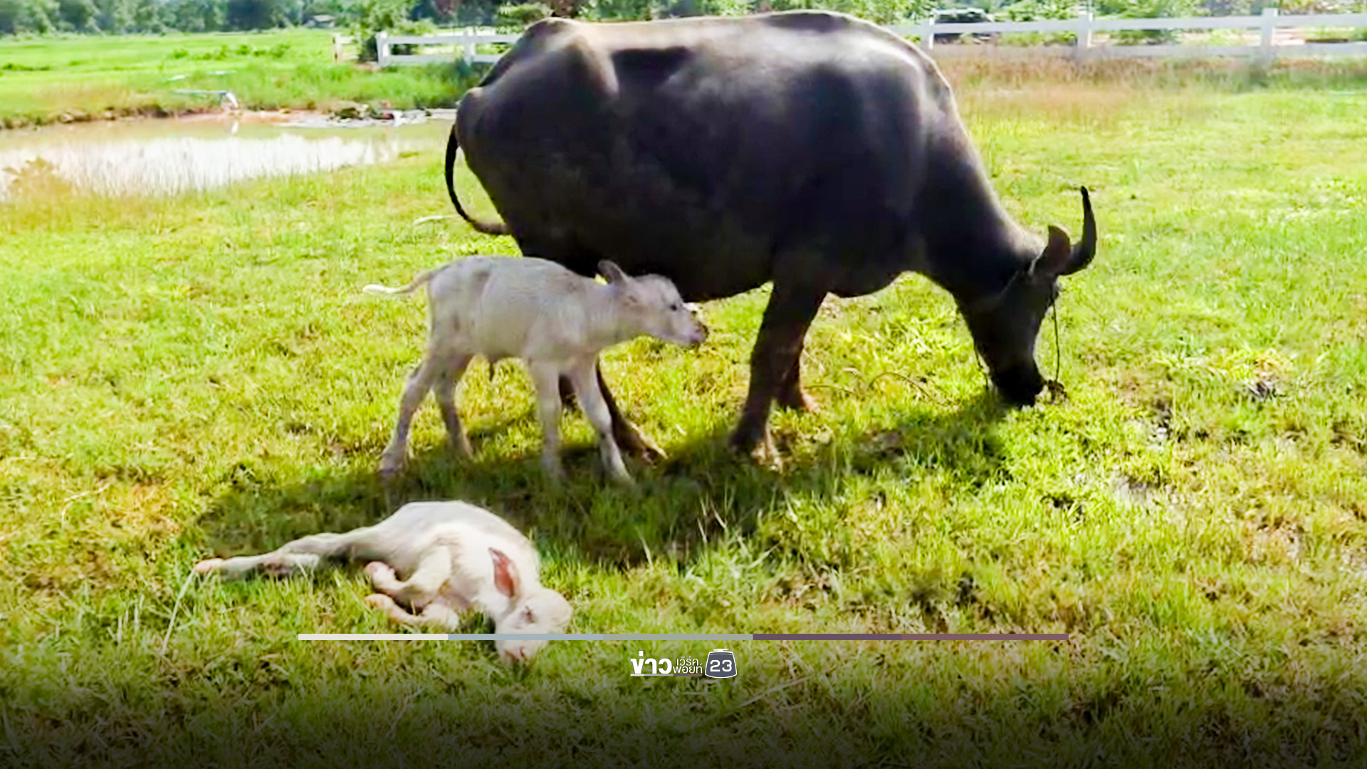 ฮือฮา! แม่ควายคลอดลูกแฝดเผือกเพศเมีย ไม่พลาดแห่ส่องเลข