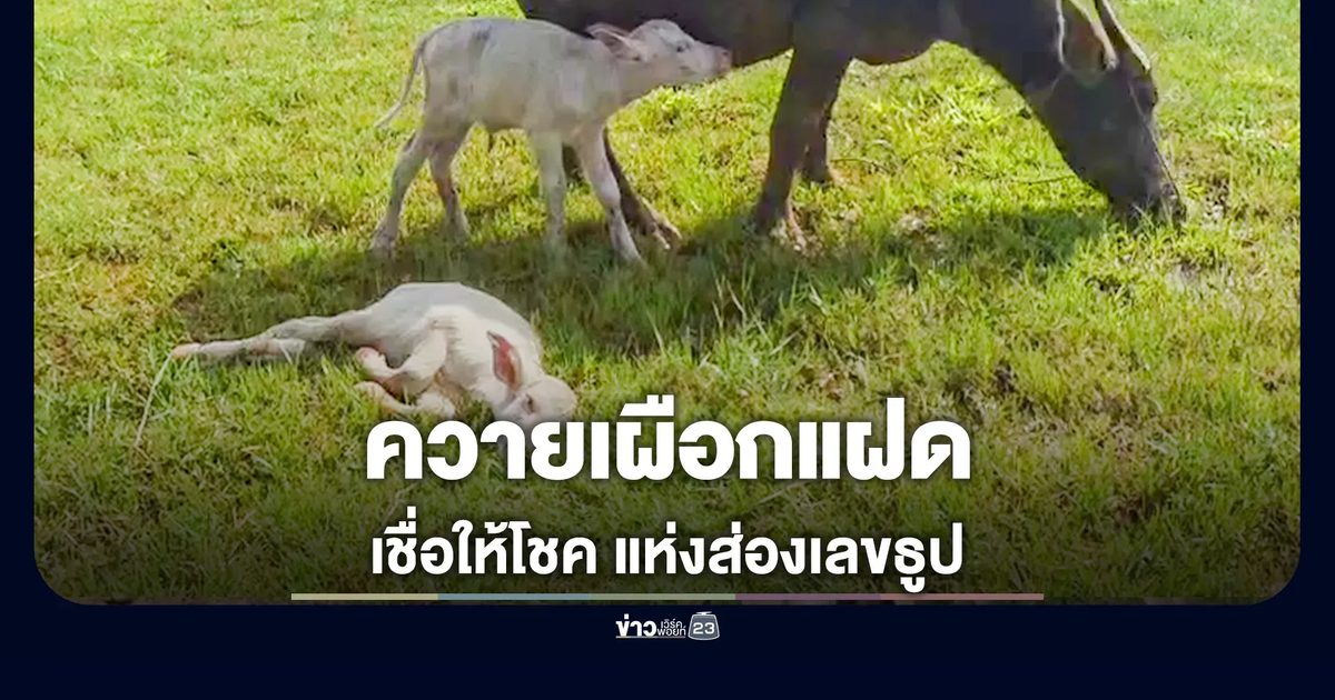 ฮือฮา! แม่ควายคลอดลูกแฝดเผือกเพศเมีย ไม่พลาดแห่ส่องเลข
