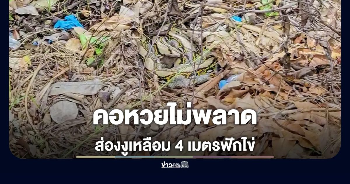 ส่องงูเหลือมฟักไข่ หลังวิทยาลัยพยาบาล