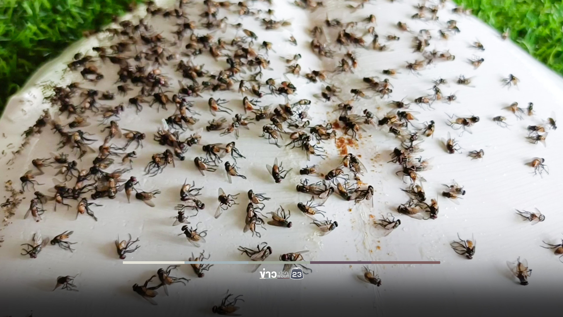 ฝูงแมลงวันบุกหมู่บ้าน ร้องเรียนฟาร์มไก่ได้แค่กระดาษกาวดัก