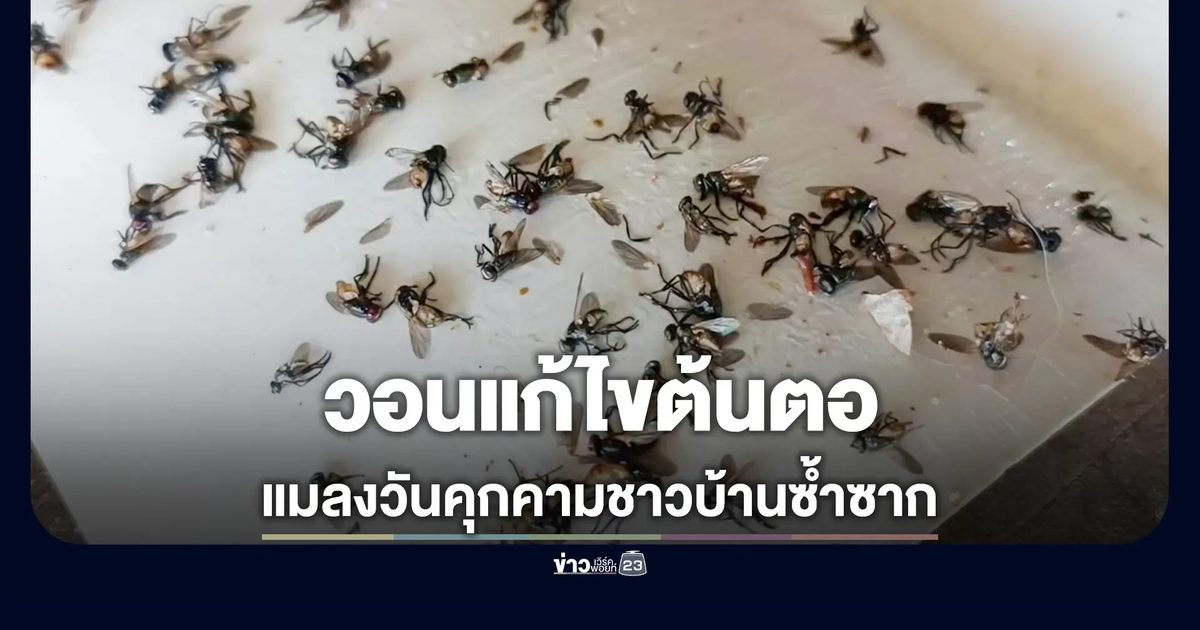 ฝูงแมลงวันบุกหมู่บ้าน ร้องเรียนฟาร์มไก่ได้แค่กระดาษกาวดัก