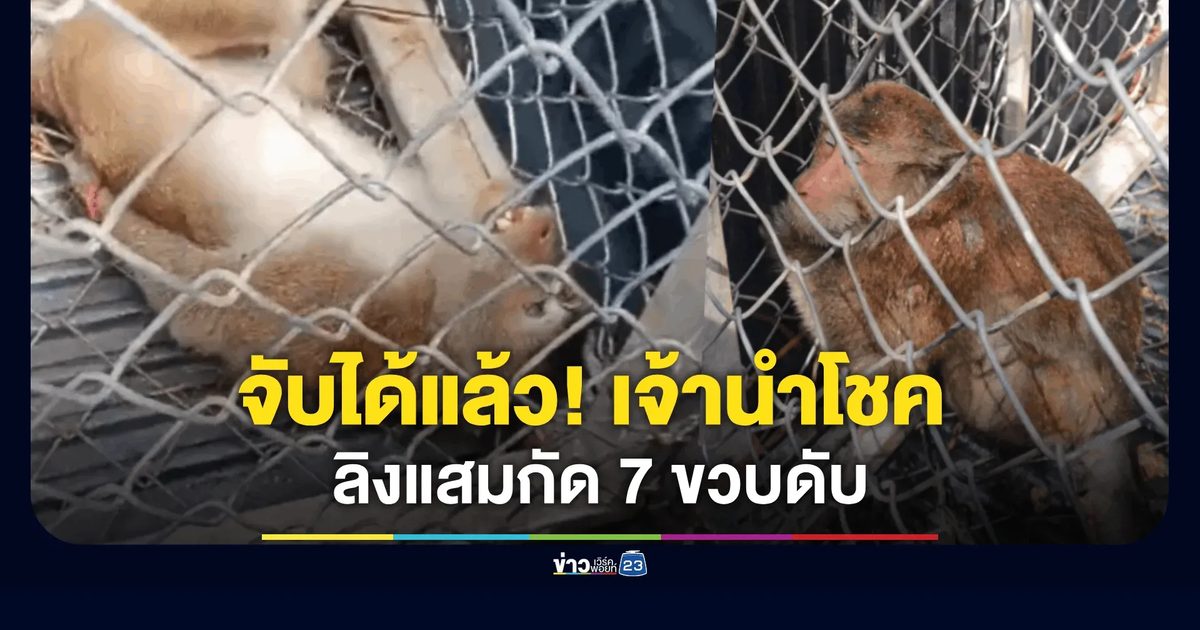 จับได้แล้ว! "เจ้านำโชค" ลิงแสมกัด 7 ขวบดับ