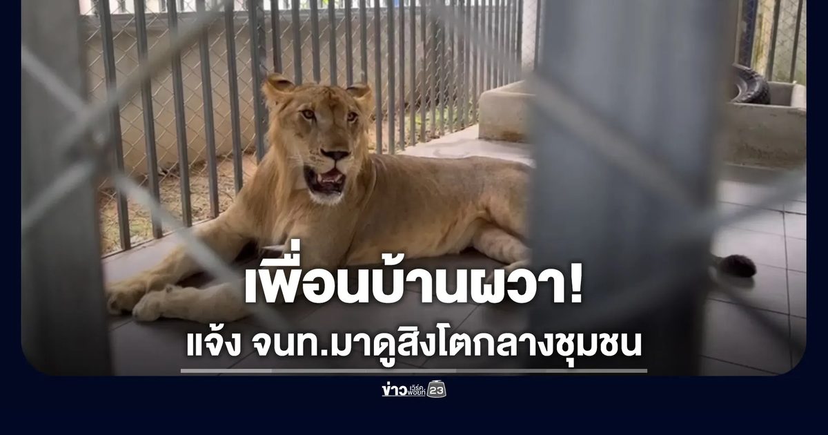 ผวา! เพื่อนบ้านเลี้ยงสิงโต แจ้ง จนท.เข้าตรวจสอบ