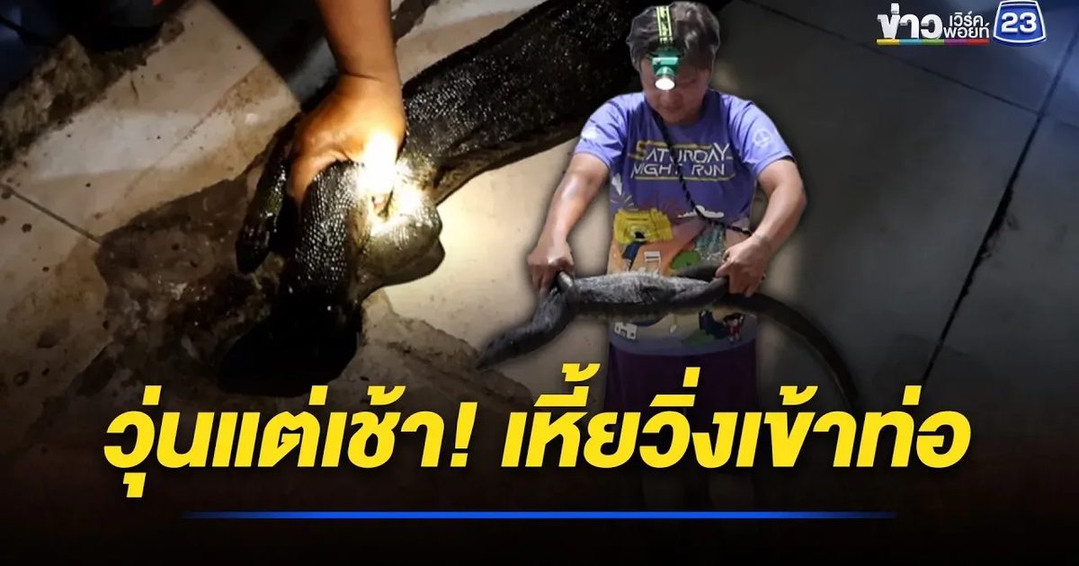 วุ่นแต่เช้า! เหี้ยซ่อนตัวในท่อน้ำทิ้ง ก่อนติดแหง็ก
