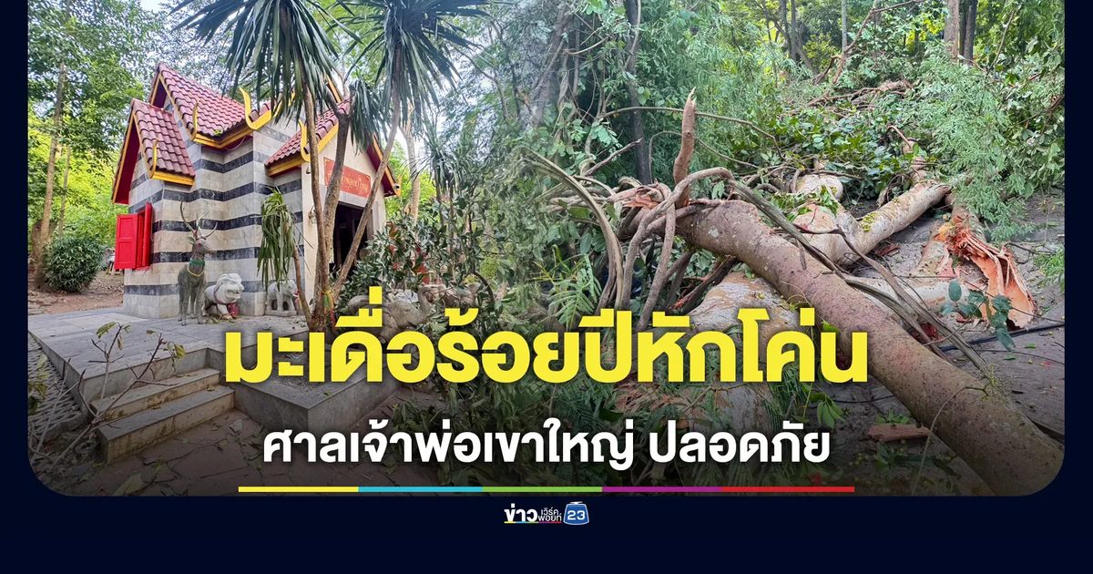 ต้นมะเดื่อ 100 ปี หักโค่นไร้ลมพายุ ไร้คนเจ็บ ศาลเจ้าพ่อเขาใหญ่ไร้รอยขีดข่วน
